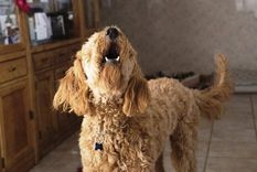 Foto: Foto: Mascota y salud Foto: Foto: Mascota y salud