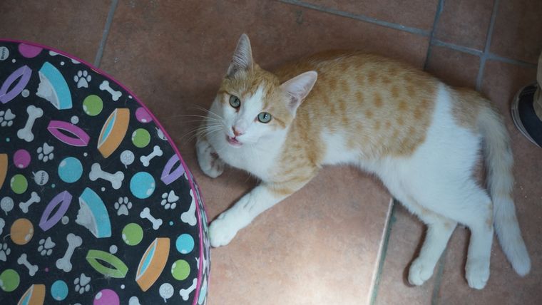 Los gatos pueden manifestar una enfermedad a través de síntomas Foto: Rodrigo DAngelo /MDZ