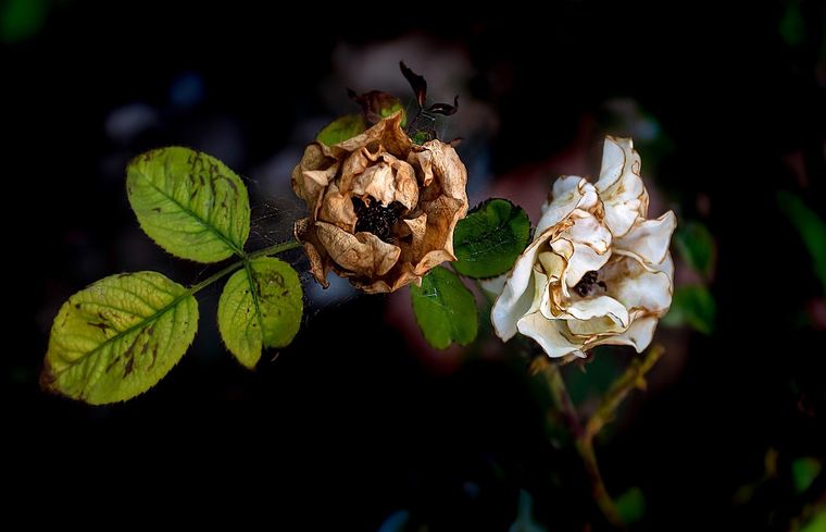 Una flor se puede secar por la falta de agua y también por las temperaturas extremas, como sucede con el calor. Foto: Pixabay