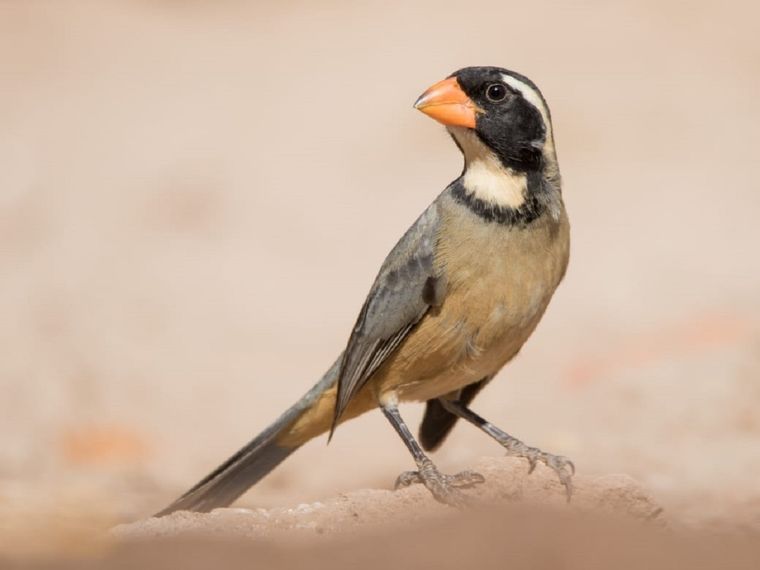 El 75% de los animales rescatados son aves
