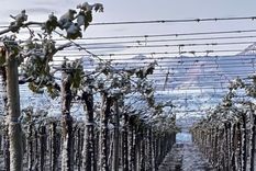 La zona de El Cepillo fue una de las más afectadas por las heladas tardías que vive el Valle de Uco. La zona de El Cepillo fue una de las más afectadas por las heladas tardías que vive el Valle de Uco.