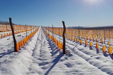 Una imagen de bodega Otronia. Fuente: Nicolás Orsini.
