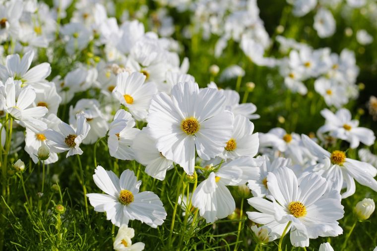 Con altura de hasta 1,5 metros, la flor de cosmos es perfecta para llenar el jardín de color y atraer polinizadores. Foto: Shutterstock Con altura de hasta 1,5 metros, la flor de cosmos es perfecta para llenar el jardín de color y atraer polinizadores. Foto: Shutterstock
