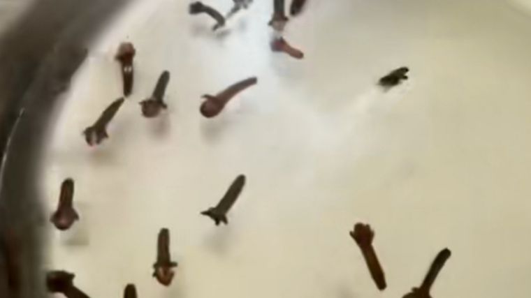 Insecticida Manera rápida, corta y sencilla de crear tu propio veneno natural para terminar con los bichos molestos. Foto: Fuente: Imagen / @alacocinaconjacobina