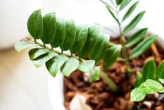 Plantas