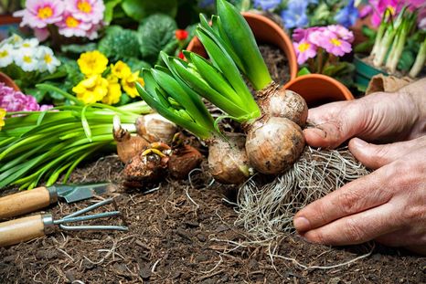 Las plantas que se cultivan a través de bulbos. Foto: ARCHIVO Las plantas que se cultivan a través de bulbos. Foto: ARCHIVO