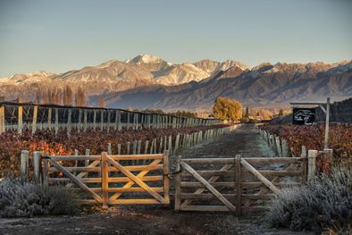 MDZol | Una de las fincas de Chandon en Mendoza.