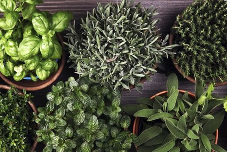 Las plantas aromáticas pueden ayudar a mantener alejadas a las cucarachas del hogar. Foto: Shutterstock Las plantas aromáticas pueden ayudar a mantener alejadas a las cucarachas del hogar. Foto: Shutterstock