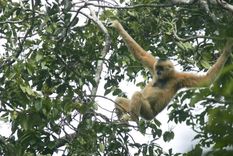 el primer primate que podria extinguirse por culpa de la humanidad