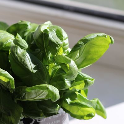 1 puñado de hojas de albahaca fresca (para el relleno)