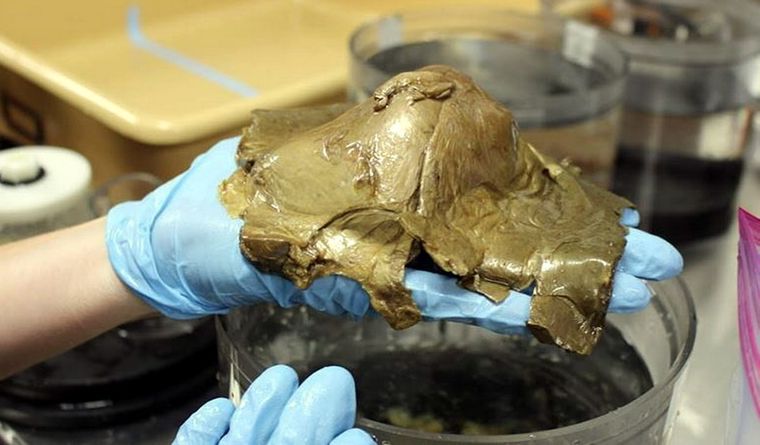 criatura marina La extraña criatura encontrada en Alaska será analizada. Foto: Dpa.