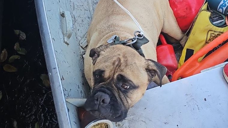 Así encontraron a la perra de la China Suárez. Así encontraron a la perra de la China Suárez.