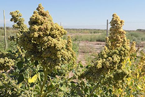 Foto: www.umaza.edu.ar