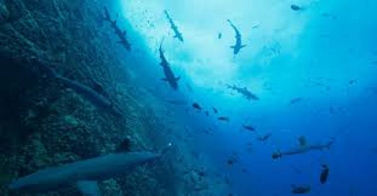 Ideal para los amantes de la naturaleza. Foto: Fuente: Netflix