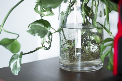 MDZol | Con el cuidado adecuado, es posible mantener una variedad de especies en casa utilizando solo frascos de agua. Foto: Archivo