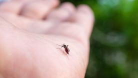 Un repelente natural contra los mosquitos. Fuente: Shutterstock. Un repelente natural contra los mosquitos. Fuente: Shutterstock.