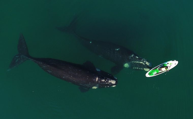 Las ballenas llegan hasta las costas de Puerto Madryn y regalan un espectáculo único en el mundo Foto: Maxi Jonas