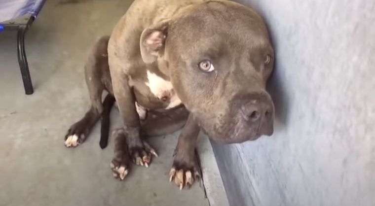 Una mujer denunció a un sujeto por abusar de su mascota y detuvieron al agresor Foto: Imagen de archivo