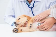 Foto: SHUTTERSTOCK Foto: SHUTTERSTOCK