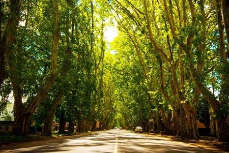 Colonia Caroya es un pueblo donde las acequias, los viñedos y la herencia friulana siguen definiendo una escena muy propia del norte cordobés. Colonia Caroya es un pueblo donde las acequias, los viñedos y la herencia friulana siguen definiendo una escena muy propia del norte cordobés.