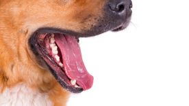 Si tu perro tiene mal aliento, tenés que leer esta nota para saber cómo resolverlo Foto: Freepik