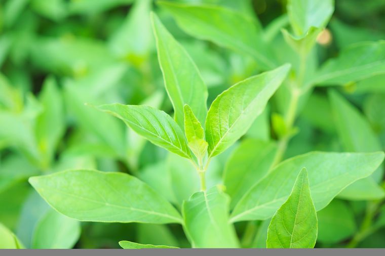 Foto: Shutterstock.com