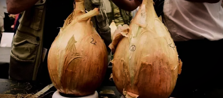 Elegir una variedad conocida por producir bulbos grandes ayuda a garantizar cebollas de buen tamaño cuando llegue el momento de la cosecha. Foto: organicseeds4you.com