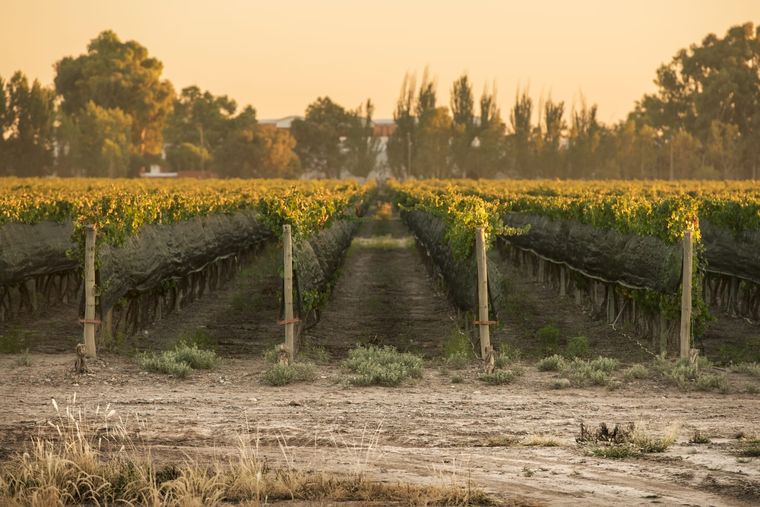 La bodega Pascual Toso apuesta al crédito y al largo plazo. Foto: Pascual Toso