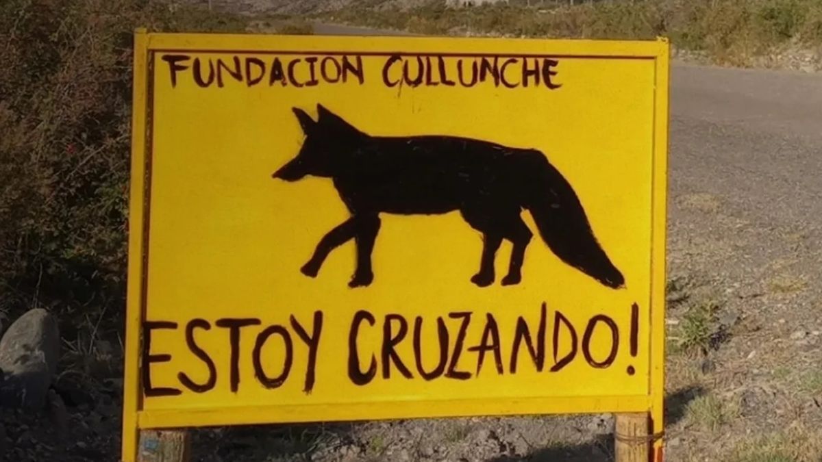Atropellamientos en ruta: un fenómeno que crece y mutila a l