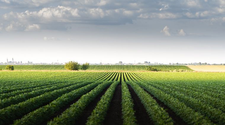 El artículo 154 del DNU anuncia la derogación de la Ley de Tierras Rurales 26.737. Foto: shutterstock.com