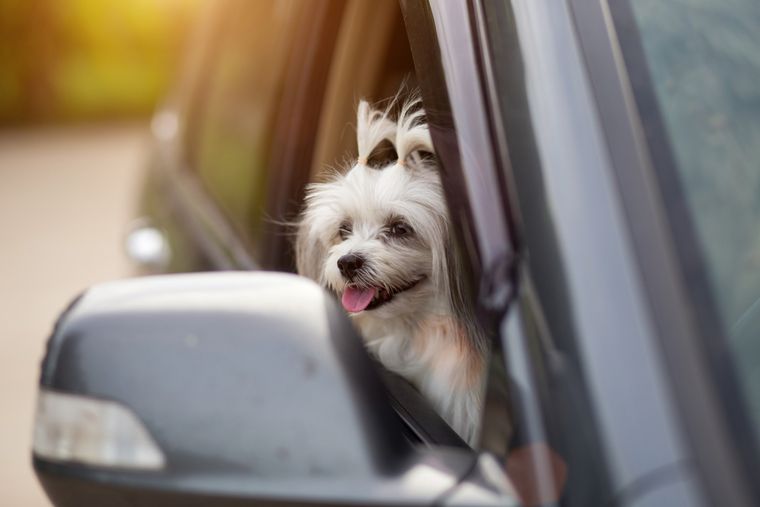 Viajar con tu perro requiere planificación y cuidados especiales. Foto: Shutterstock Viajar con tu perro requiere planificación y cuidados especiales. Foto: Shutterstock 