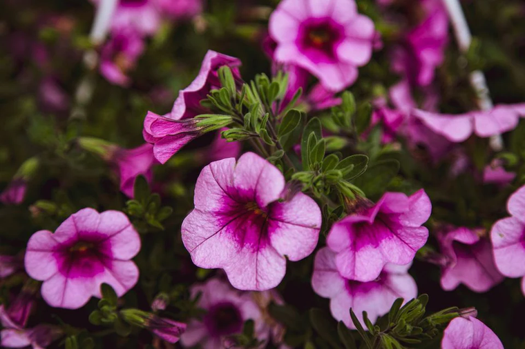 Calibrachoa: la flor aromática que se adapta a la vida en departamentos y se cultiva en maceta
