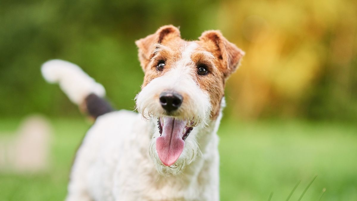 Por qué las mascotas festejan tanto cuando llegamos a casa y qué significa realmente