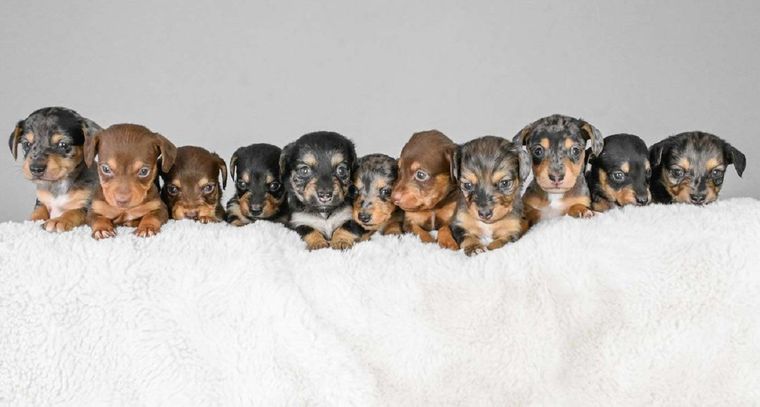 MASCOTAS Si tienes cachorros, puedes colocarles uno de estos nombres Foto: Rayma Jones / SWNS