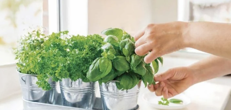 Aprende a cultivar albahaca en tu hogar de forma sencilla Foto: Shutterstock Aprende a cultivar albahaca en tu hogar de forma sencilla Foto: Shutterstock