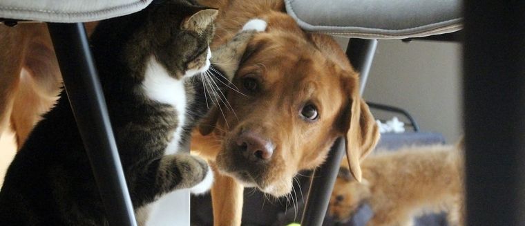 La legislación busca proteger a las mascotas y castigar el maltrato mediante multas y prohibiciones