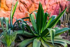 Jardín xerófilo Foto: AEPLA