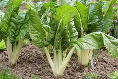 Foto: infocampo.com.ar