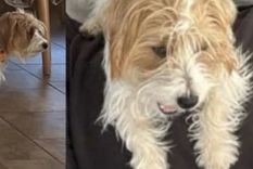 Harry, el perro que fue asesinado en un barrio privado de Córdoba. 