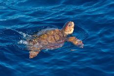 La tortuga había sido liberada el pasado 4 de agosto y en febrero llegó al Caribe