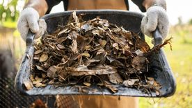 Tres formas de aprovechar las hojas secas en el jardín. Foto: Shutterstock Tres formas de aprovechar las hojas secas en el jardín. Foto: Shutterstock