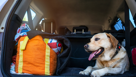 Uruguay y Chile son los destinos más elegidos por los argentinos para viajar con mascotas.