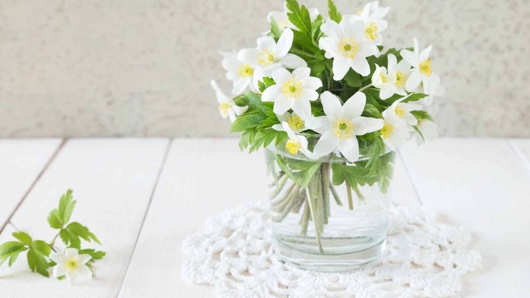 Decora y perfuma tu casa con esta hermosa planta Foto: ARCHIVO