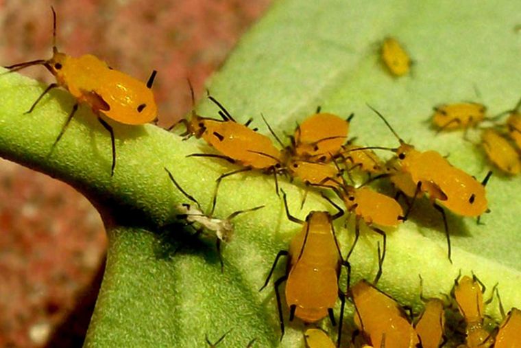 Un pesticida natural libre de químicos. Foto: 2000agro