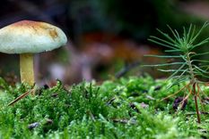 casi un 40 % de la plantas del planeta estan en riesgo de extincion