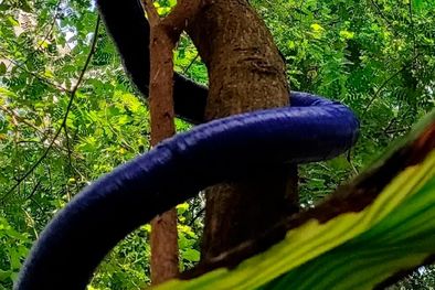 MDZol | Filobot, el robot inspirado en las plantas trepadoras Foto: Gentileza mundodeportivo.com