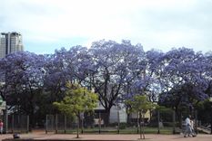 El jacarandá es uno de los cinco árboles que se pueden plantar sin tener la preocupación de que se levante la vereda.