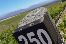 un nuevo terruno que abre el panorama para el vino argentino