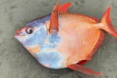 CRÉDITOS: ACUARIO DE SEASIDE/FACEBOOK