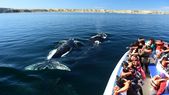 Este mes comienza la temporada de avistaje de ballenas en Puerto Madryn. Este mes comienza la temporada de avistaje de ballenas en Puerto Madryn.